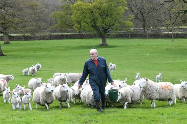 Steven with his North Cheviot flock