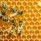 A healthy hive may result in swarming as it decides to split into two