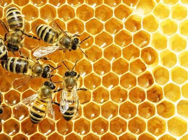 A healthy hive may result in swarming as it decides to split into two