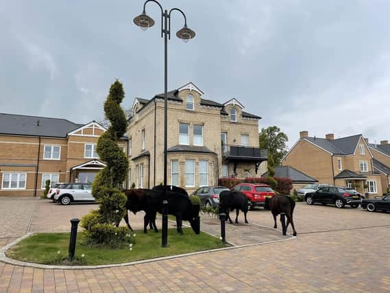 The cows were spotted grazing in gardens after escaping from a field in Beverley.