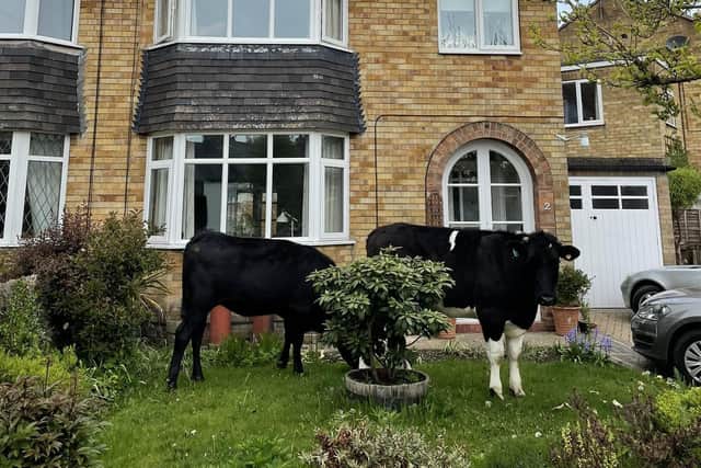 The seven young cows were seen on lawns and driveways in Woodlands Road