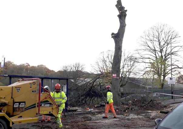 What will be the legacy of Sheffield's tree felling scandal?