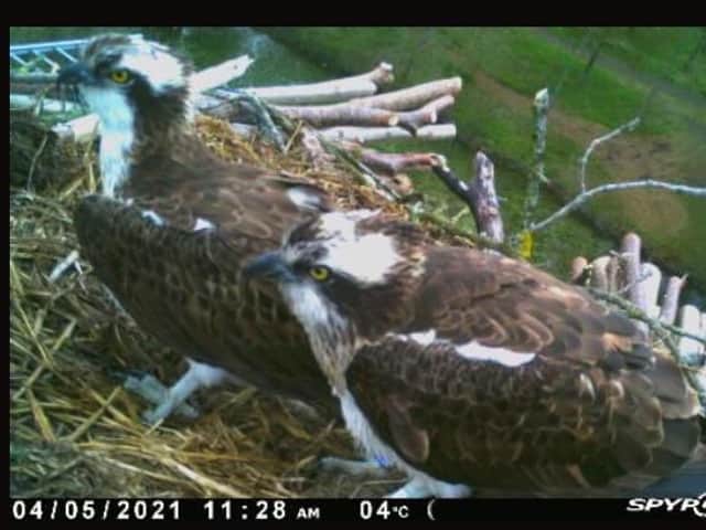 The juvenile pair will probably not breed this year but practice nesting until a later date.