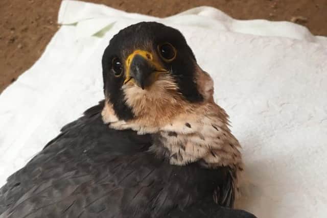 The eight- year-old bird was rescued and x-rayed by local falconry specialist vet, Mark Naguib, after she was discovered in the grounds of Selby Abbey on May 7.