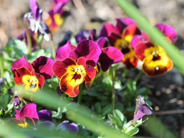 Get ready to sow the likes of polyanthus and pansies.