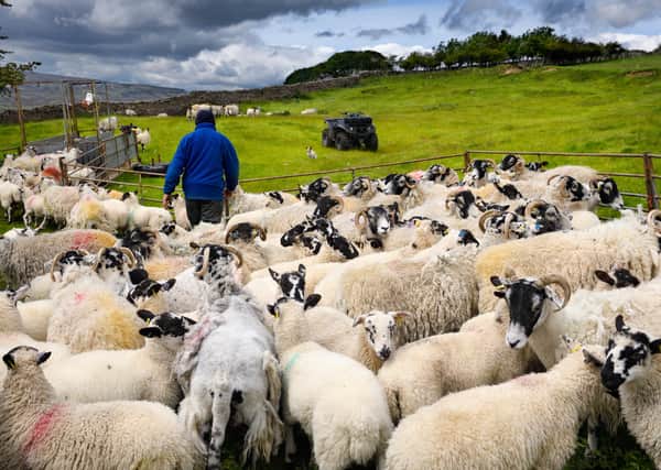 A sheep farm in Swaledale - but what will be the impact of the UK-Australia trade deal on British farming?