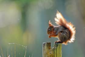 The area includes Snaizeholme which is home to a stronghold of endangered native red squirrels.
