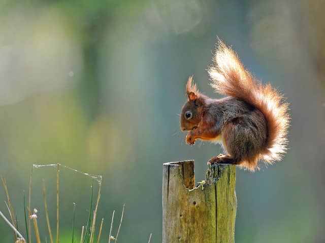 The area includes Snaizeholme which is home to a stronghold of endangered native red squirrels.