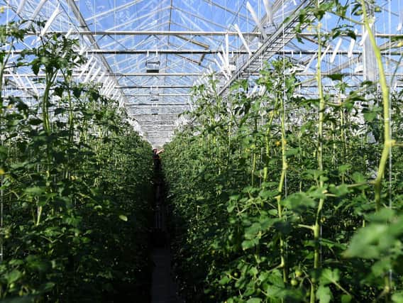 Cherry tomatoes plants at Sterling Suffolk in Bramford near Ipswich. Picture: Joe Giddens/PA Wire.