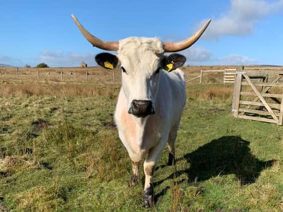 White Park cattle are one of our rarest cattle breeds