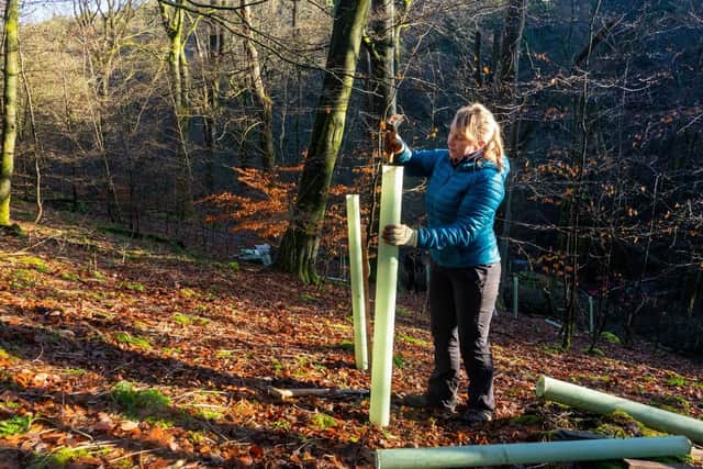 The National Trust wants to use alternative tree guards at Hardcastle Crags in West Yorkshire.