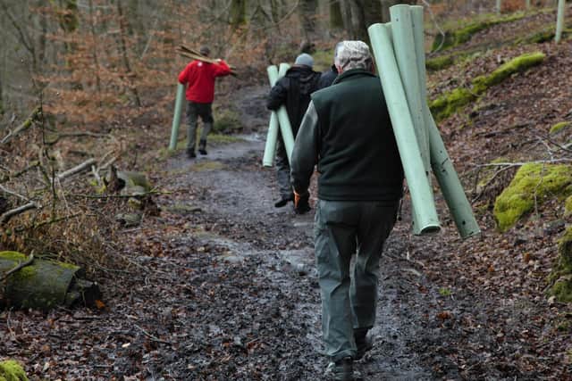 Tree planting at Hardcastle Crags with plastic protectors (Credit: National Trust)
