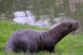 Bonita, the baby giant otter, was born on Boxing Day last year