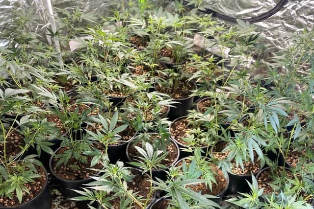 Large cannabis factory uncovered on Cholmley Street