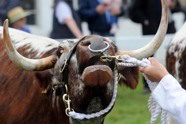 Tickets are on sale for next month's Great Yorkshire Show.