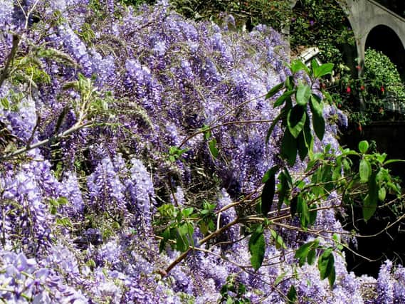 June is a good time to propagate wisteria.