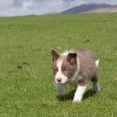 The nine-week-old sheepdog pup was sold for £7,600.