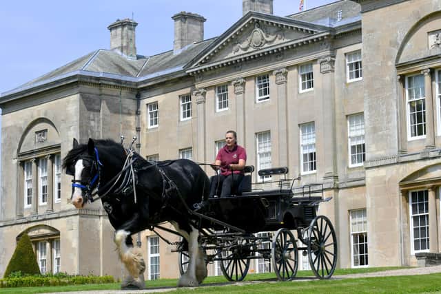 Jim , one of Sledmere's Shire horses pulling a cart by Sledmere House in preparation for a forthcoming wedding.