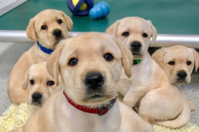 New laws will be introduced shortly to prevent puppy smuggling