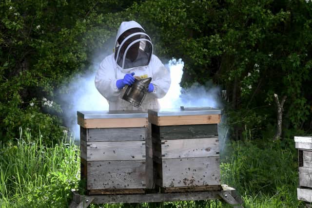 Bee keeper Pete Allanson is pictured with one of his beehives at Wighill. He uses the honey to make mead