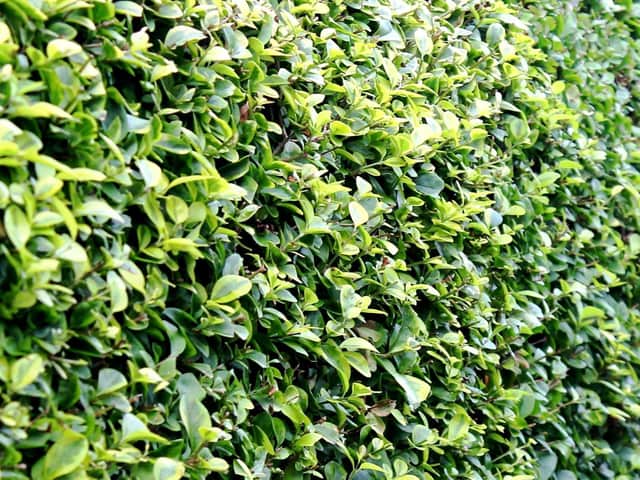 It's a good time to keep your hedges looking trim.