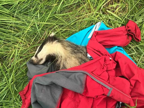 Emma Farley wrapped up the cub in her jacket and waited with her at the roadside