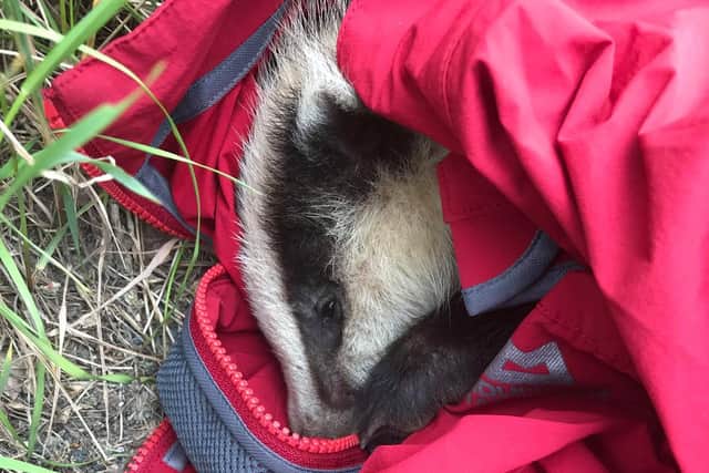 The badger cub was found on the side of a road near York