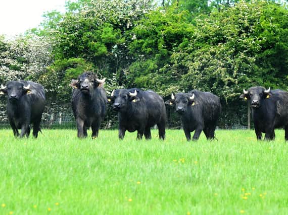 The herd of buffalo at the farm