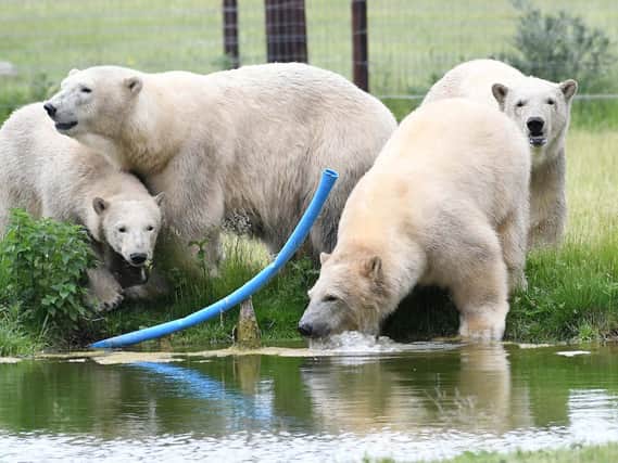 The polar bears moved from France to Yorkshire Wildlife Park