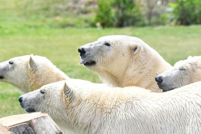 At 18 months old, the triplets look set to be lively additions to the park