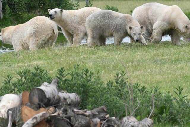 The new arrivals bring the park’s polar bear total up to eight