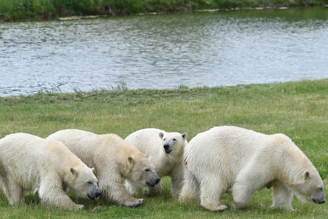Flocke and her three cubs are settling in the second Project Polar reserve