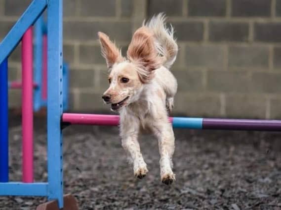 Beau is now an agility champion
