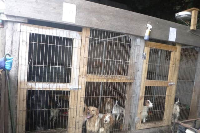 The 35 dogs were kept in filthy cages