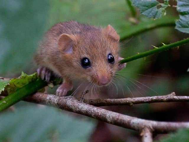 A scheme to reintroduce one of Britain’s best-loved mammals has reached a milestone, as 1,000 hazel dormice have now been released into woodland sites in the UK, including locations in Yorkshire. (Picture: Clare Pengelly/PA Wire)