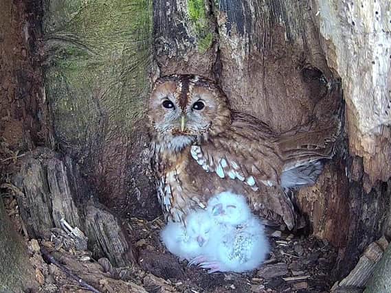 The owls have been caught by wildlife cameras by artist Robert E Fuller