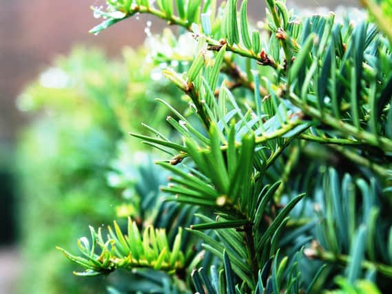 Clip evergreen hedges like the yew while they’re still actively growing.
