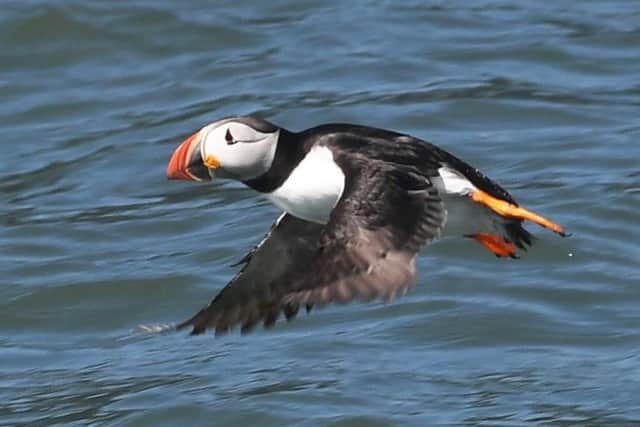 The star of the show - a puffin in its colourful summer colours