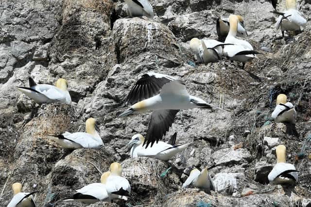 Blue fishing rope ends up in many a gannet's nest