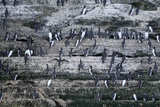 Guillemots lining the crevices in the cliffs