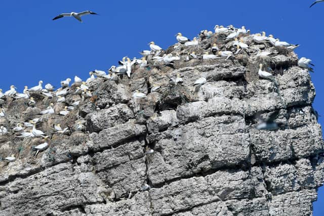 Gannets on a clifftop - there are now