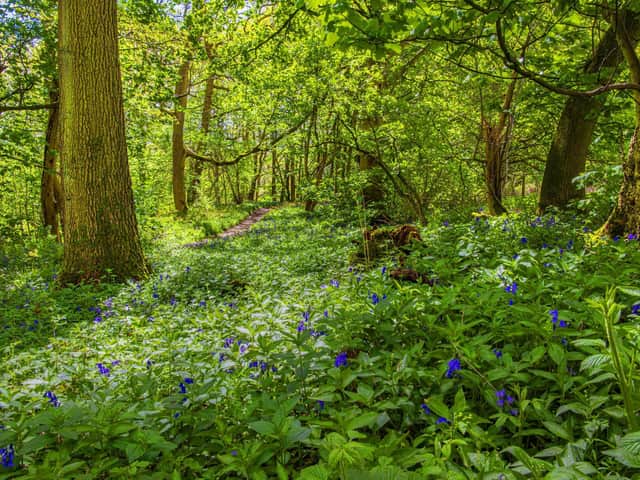 Protect Yorkshire's wildlife this summer