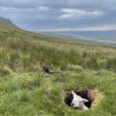 The sheep stuck in the hole (Credit: Thomas Beresford)