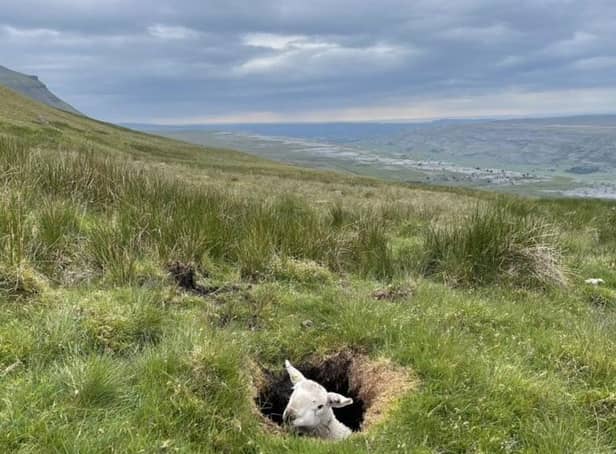 The sheep stuck in the hole (Credit: Thomas Beresford)