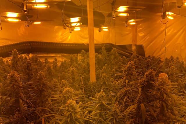 Police officers found 645 cannabis plants being grown in the property