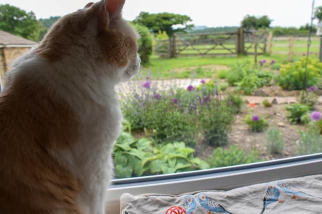 Arthur the cat overlooking the purpose built cat-friendly garden Jennifer Ryder has created at the Cawthorne Cat Hotel in Barnsley.