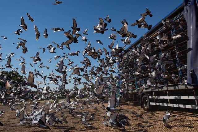 The birds usually complete the 500-mile trip in just a few hours, returning home on the same day they are released