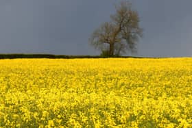 The Yorkshire Wolds is in line to be designated as an Area of Outstanding Natural Beauty.