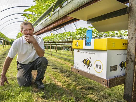 Chris Moorhouse orders bees in the post to pollinate his plants