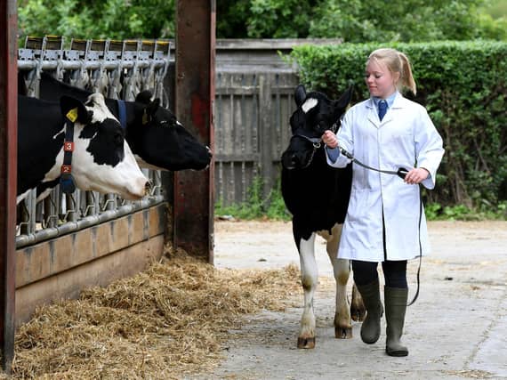 Students will learn about calf rearing, new technologies used in the cattle industry and beef finishing